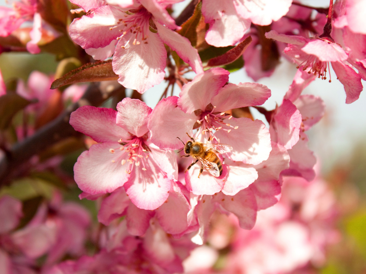 Save the Bees