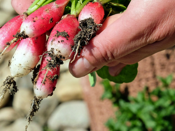 Grow your Own