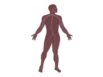 Restoring the Nervous&nbsp;System