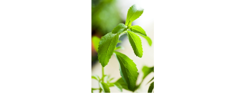 Untitled design (19)