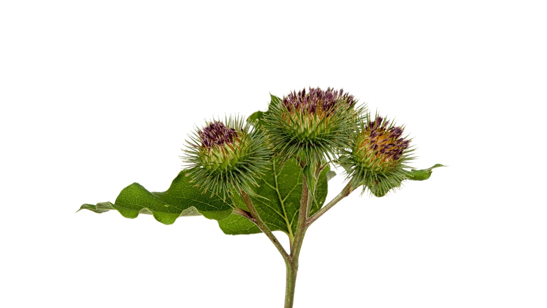 Copy of Untitled Design